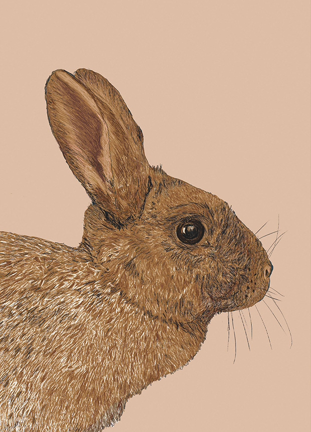 Nobis Design - Postkarte - m-illu - Hase